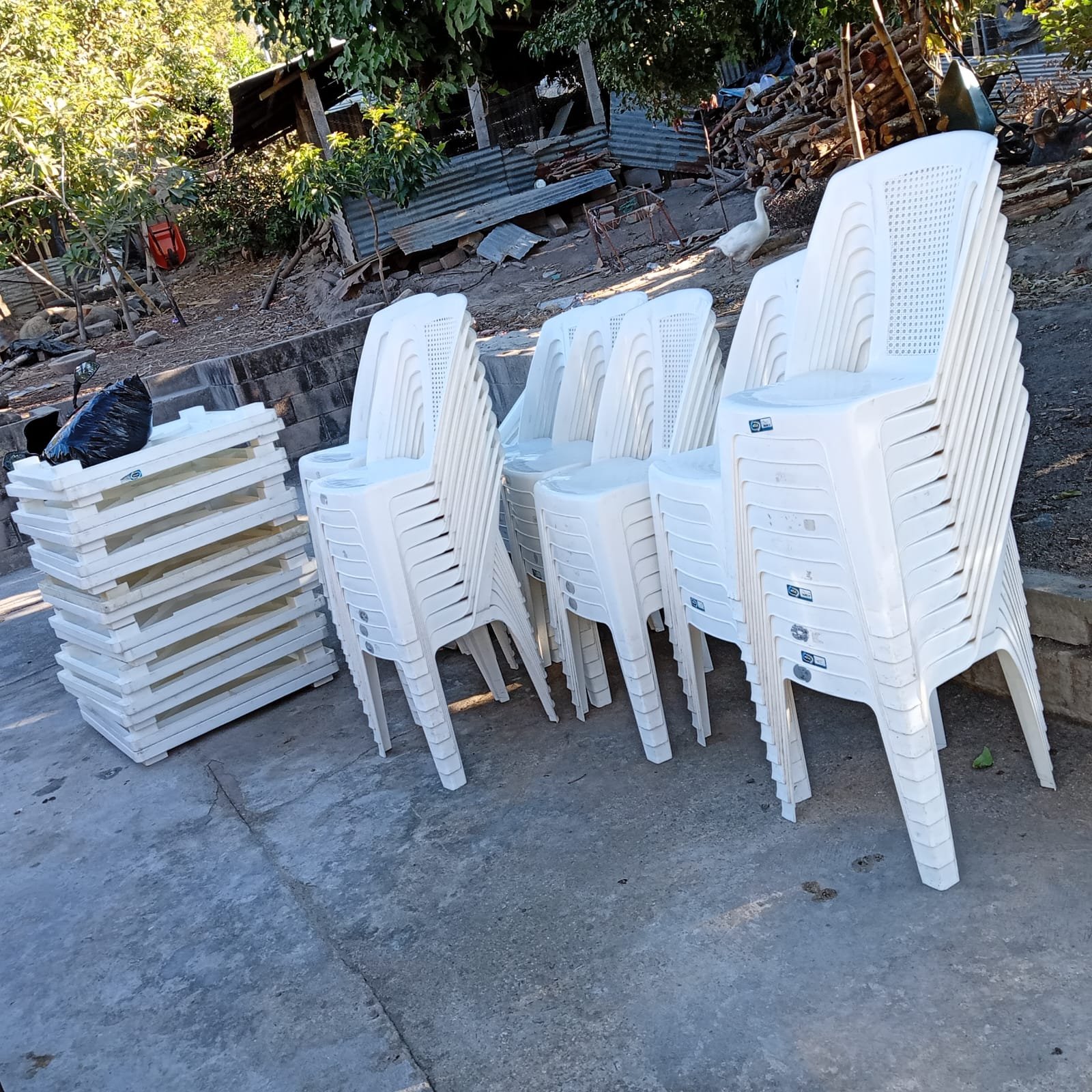 Silla Tiffany Dorada - Alquiler San Antonio